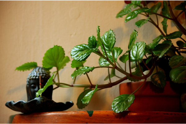 Tropical plants in the Fernwell studio